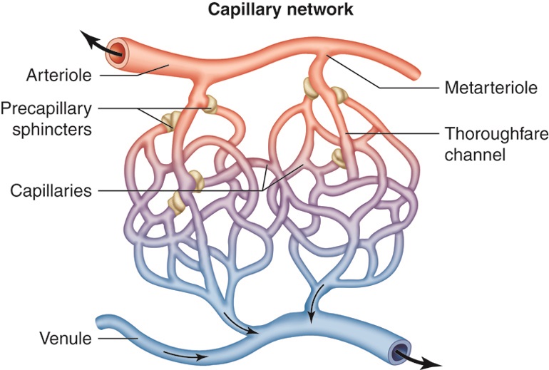 Oli Drawing Capillary Network English Labels Anatomytool